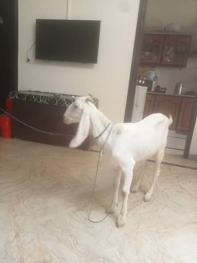 Goat for sale