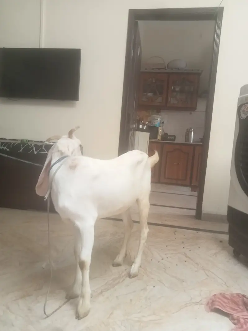 Goat for sale — photo 2
