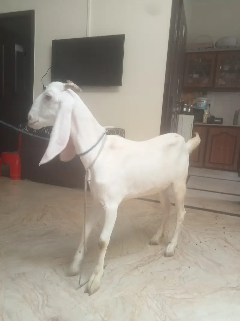 Goat for sale — photo 3