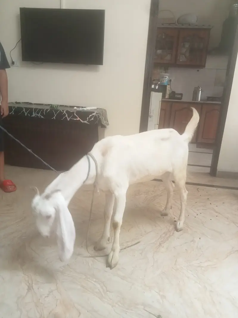 Goat for sale — photo 4
