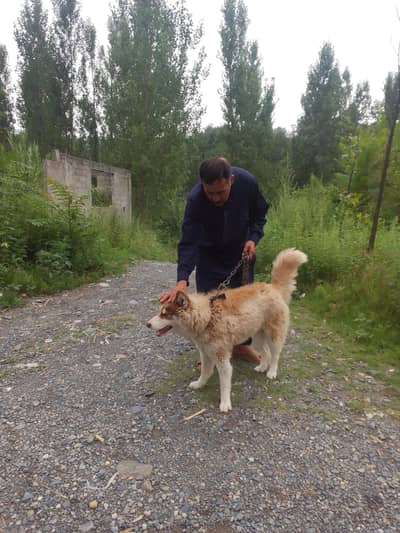 husky dog