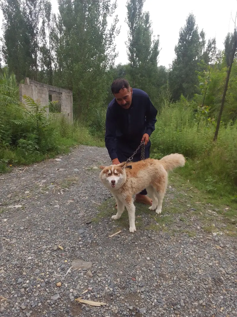 husky dog — photo 2