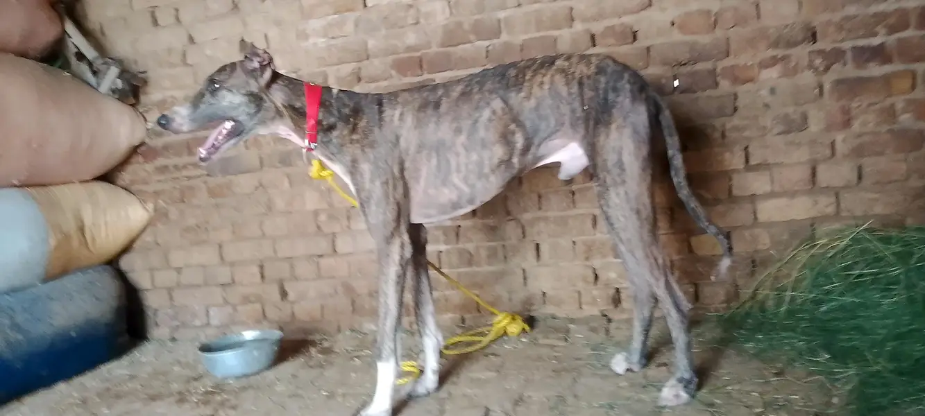 dog animal — photo 2