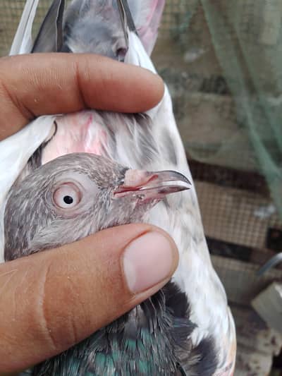 taddy breader female are available