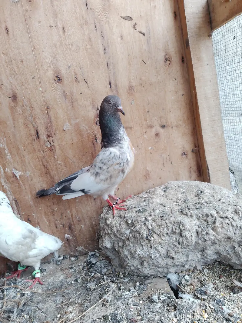 taddy breader female are available — photo 2