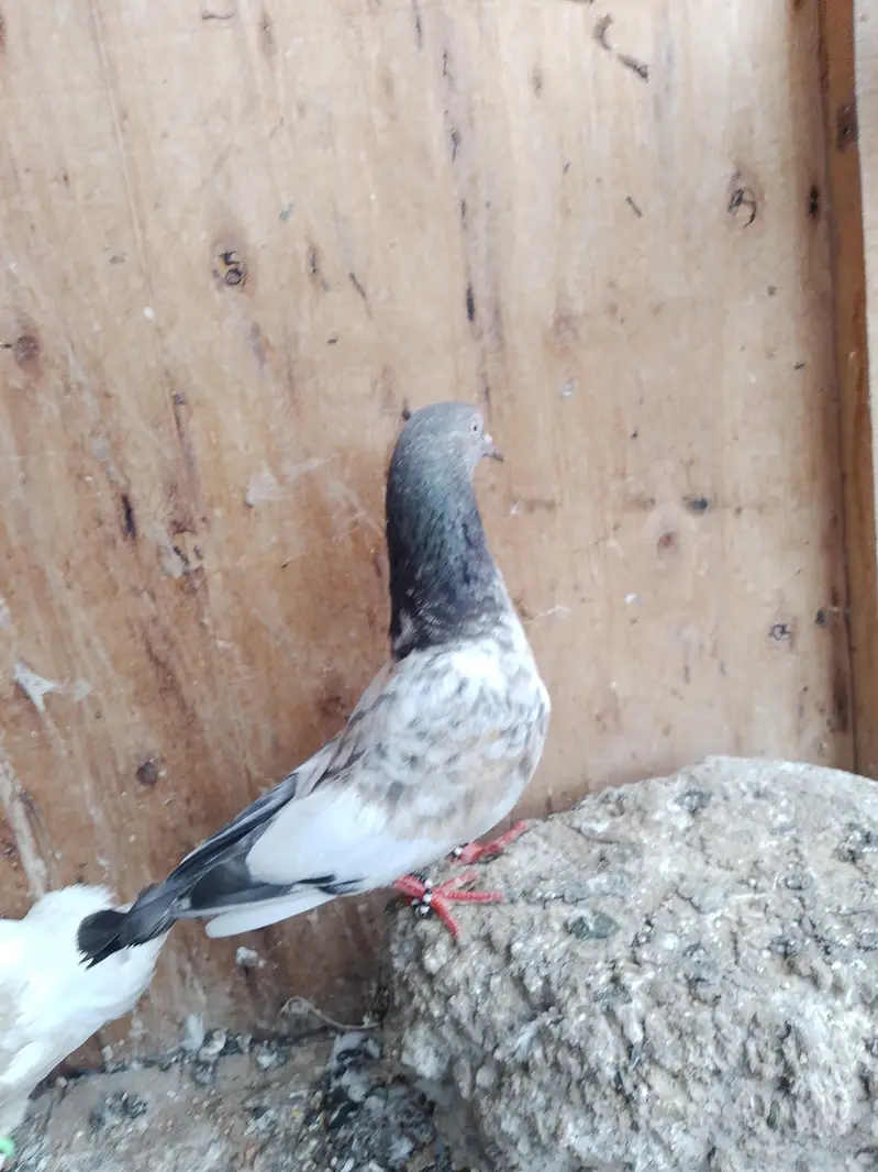 taddy breader female are available — photo 3