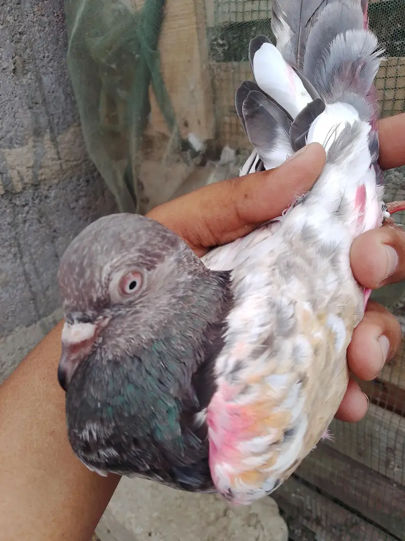 taddy breader female are available — photo 4