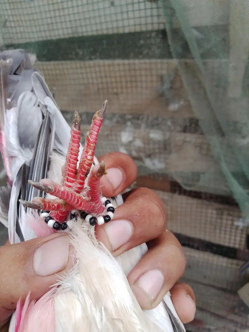 taddy breader female are available — photo 5