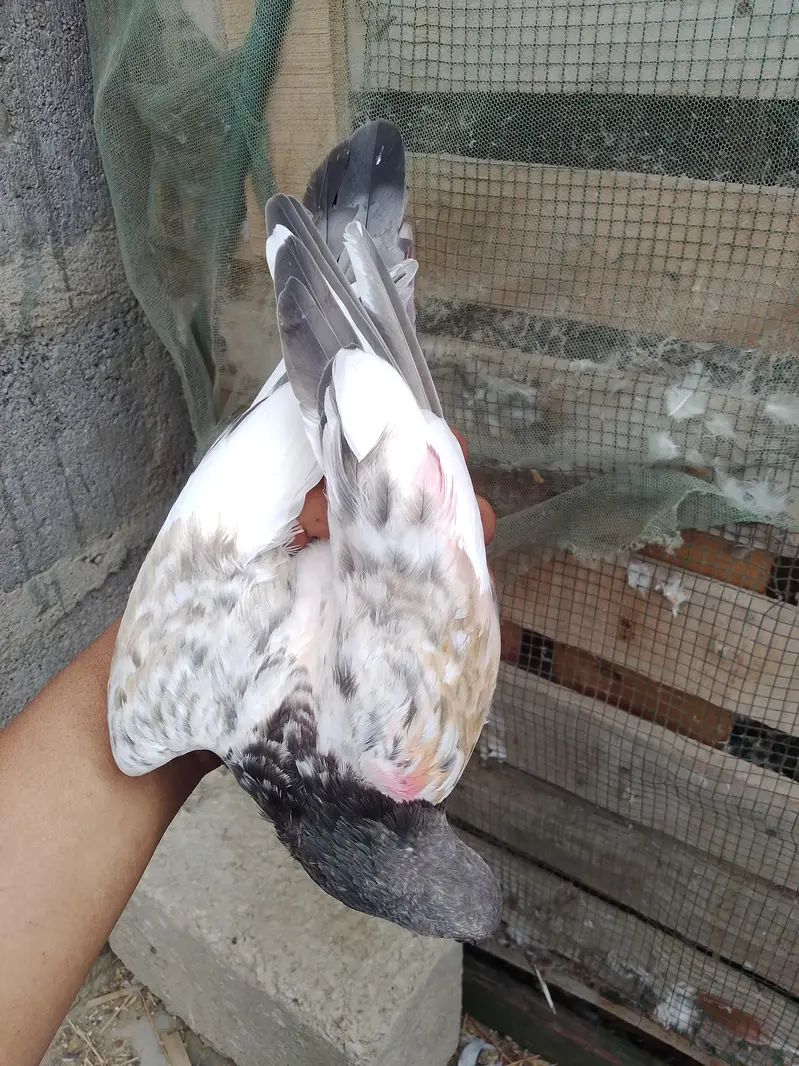 taddy breader female are available — photo 6
