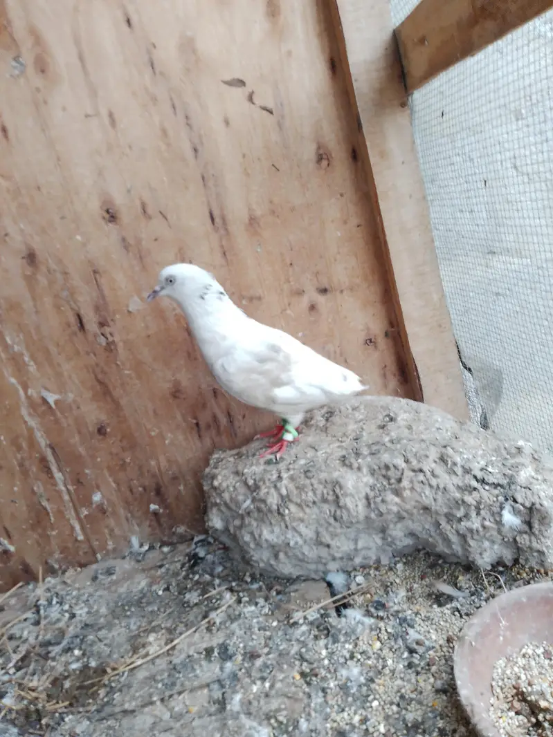 taddy breader female are available — photo 7