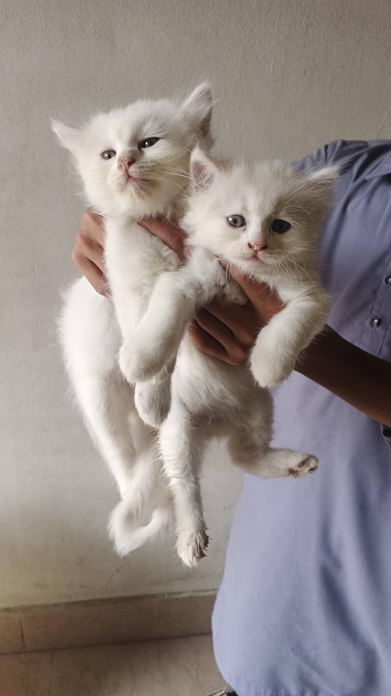cute kittens 0