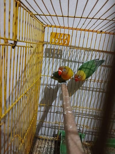 Lovebird pair with big size cage