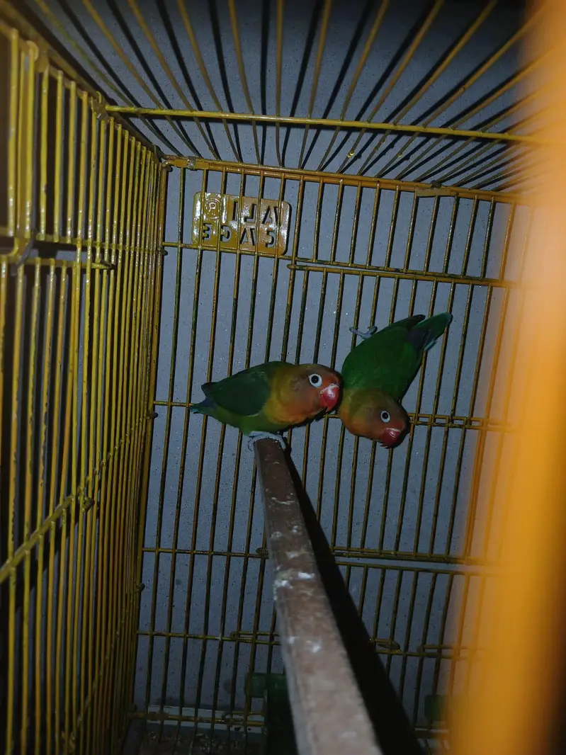 Lovebird pair with big size cage — photo 2