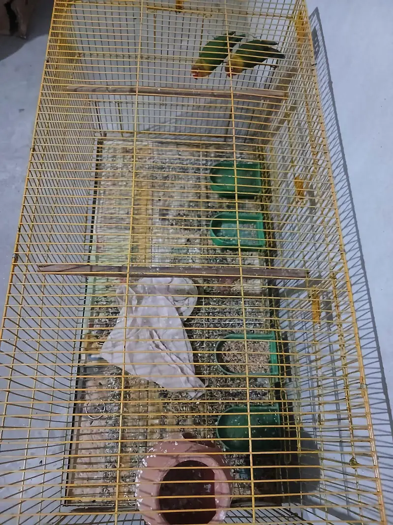 Lovebird pair with big size cage — photo 3