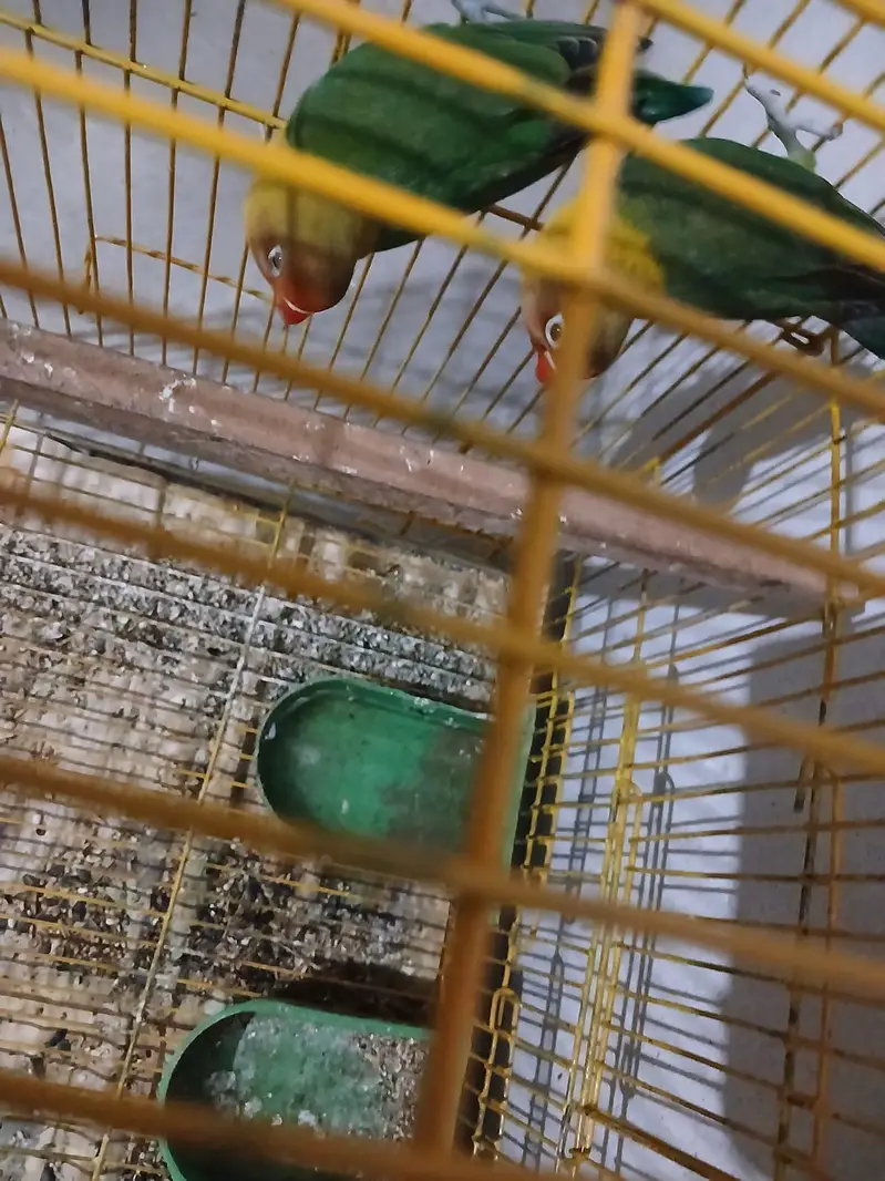 Lovebird pair with big size cage — photo 4