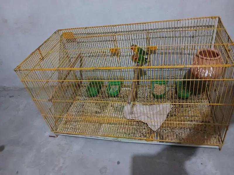Lovebird pair with big size cage — photo 5