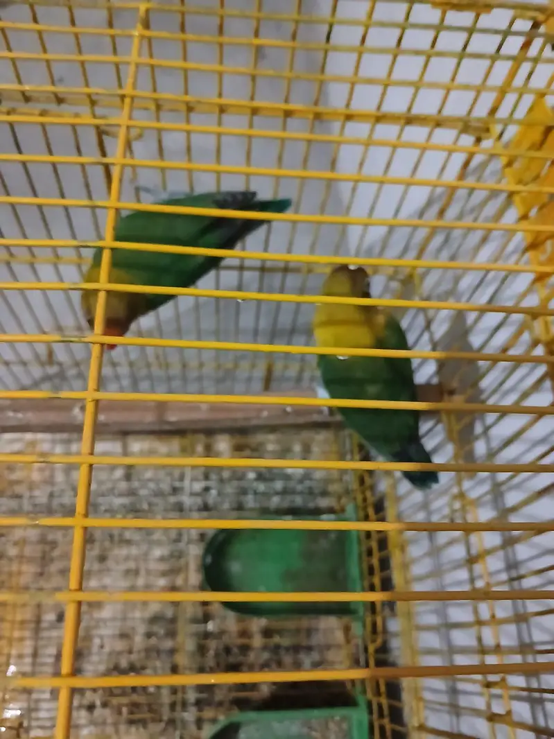 Lovebird pair with big size cage — photo 6