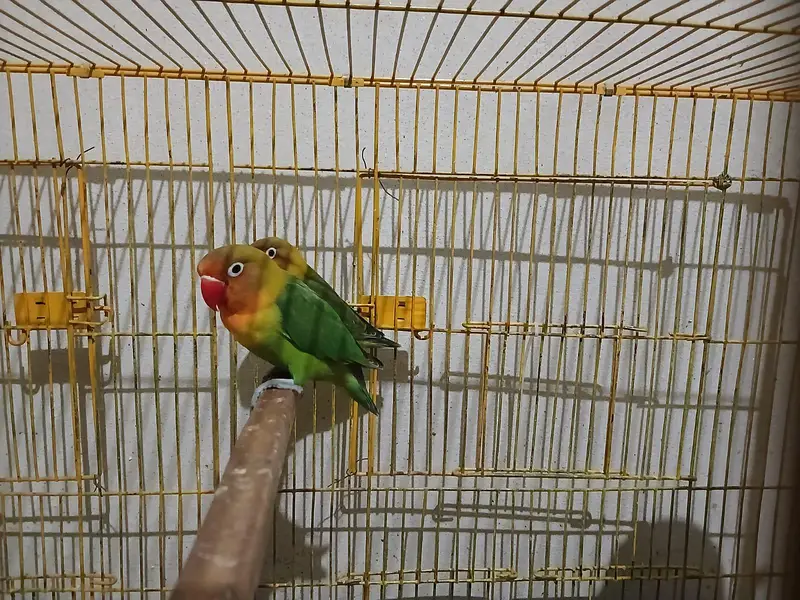Lovebird pair with big size cage — photo 7