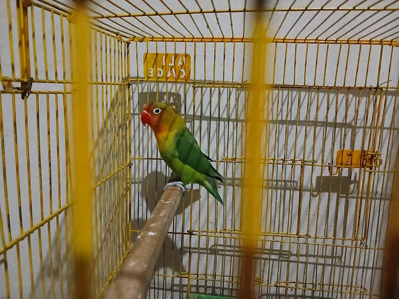 Lovebird pair with big size cage — photo 8