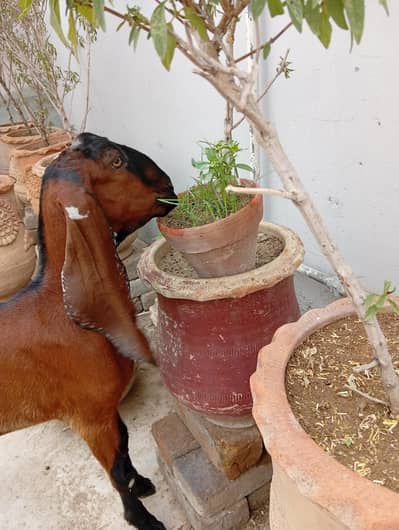 Nagra male Goat kid
