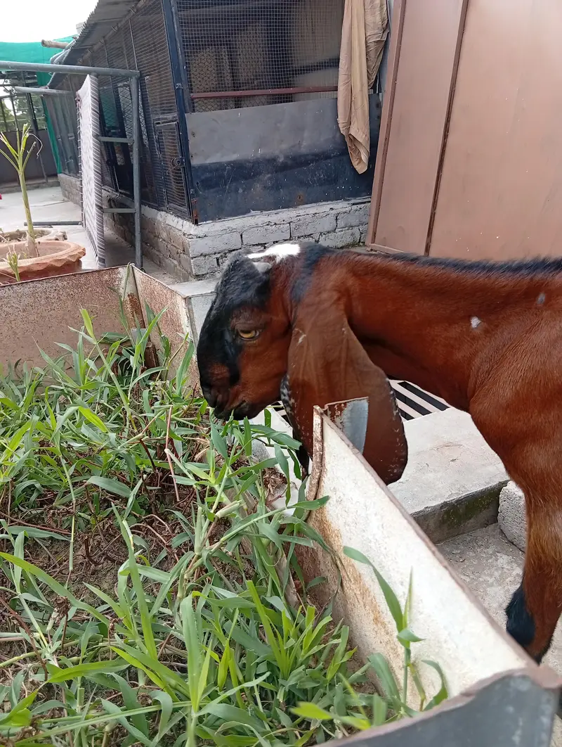 Nagra male Goat kid — photo 2