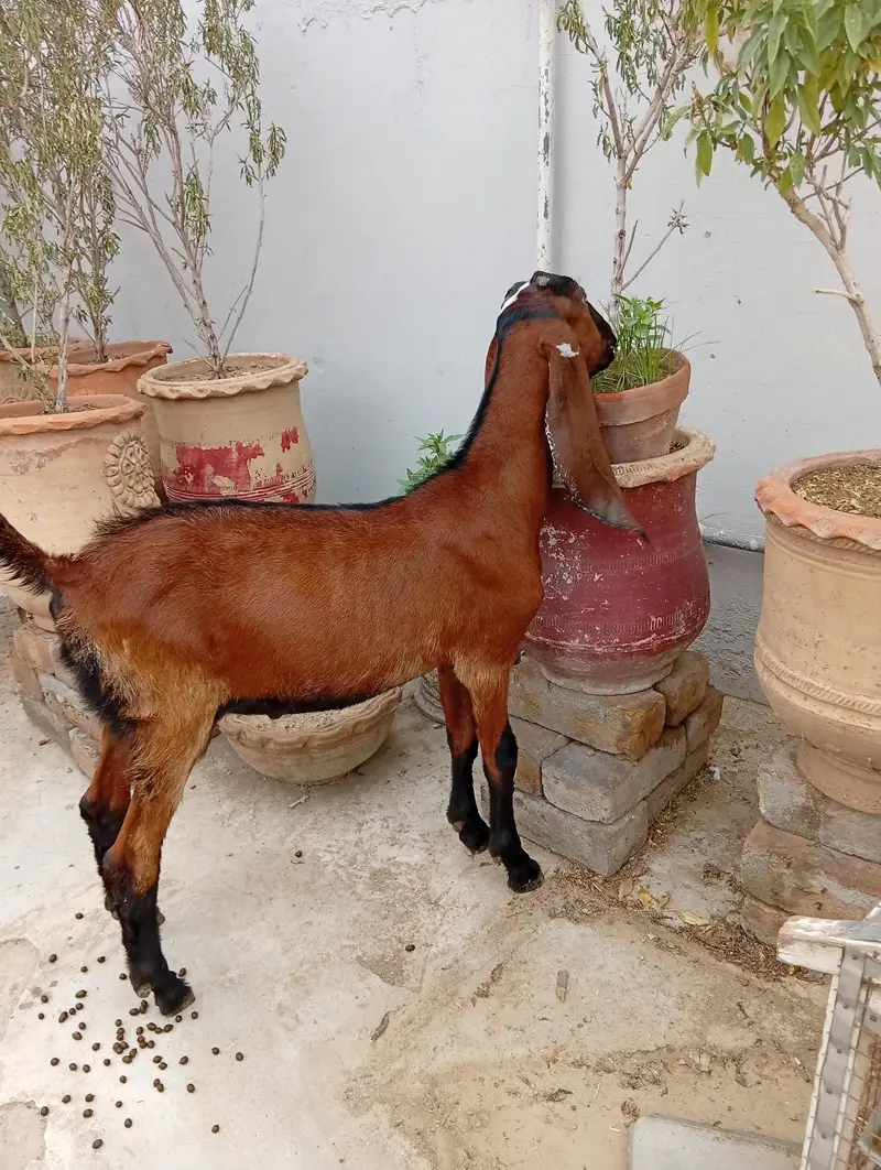 Nagra male Goat kid — photo 3