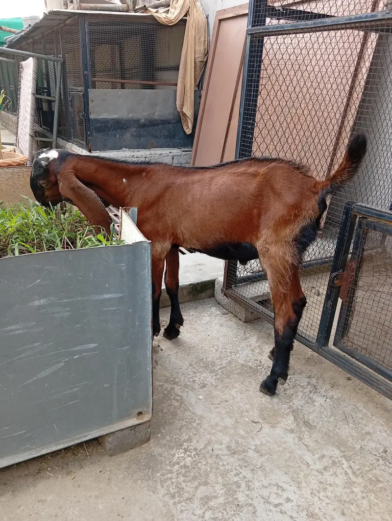 Nagra male Goat kid — photo 4