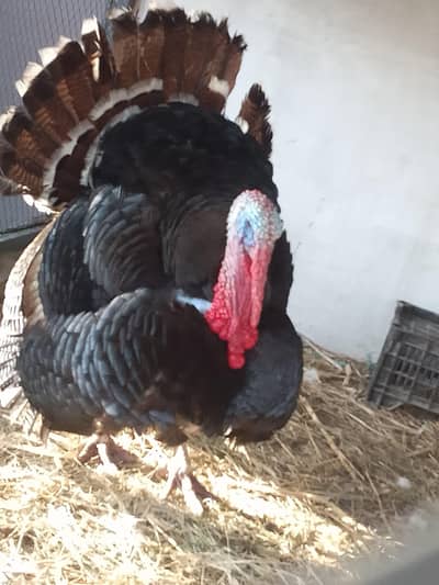 Turkey male
