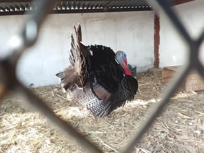 Turkey male — photo 2