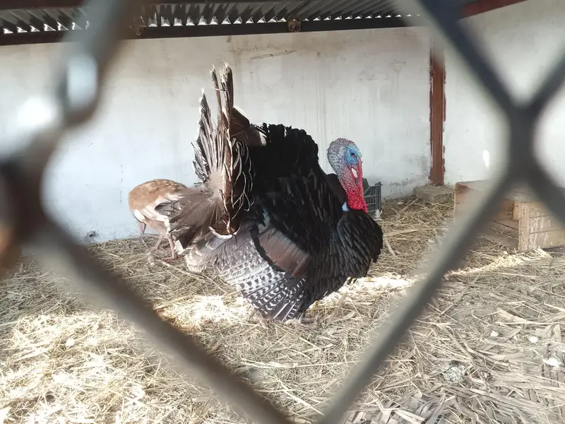 Turkey male — photo 3