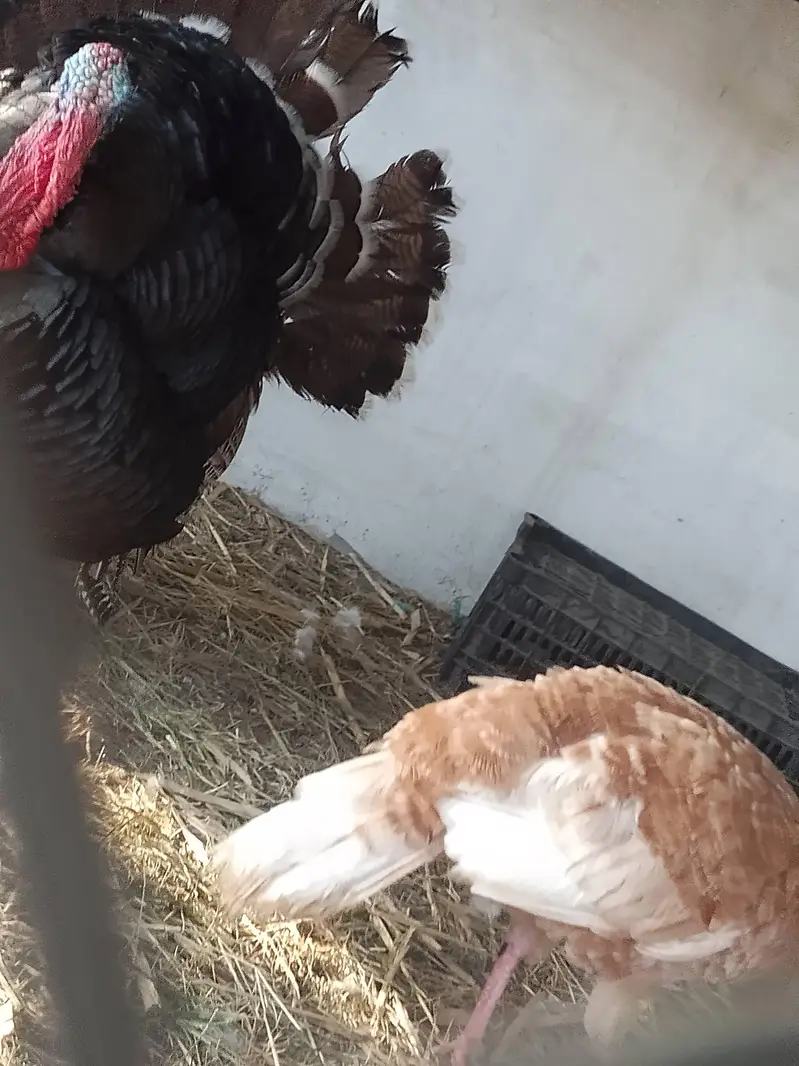 Turkey male — photo 4