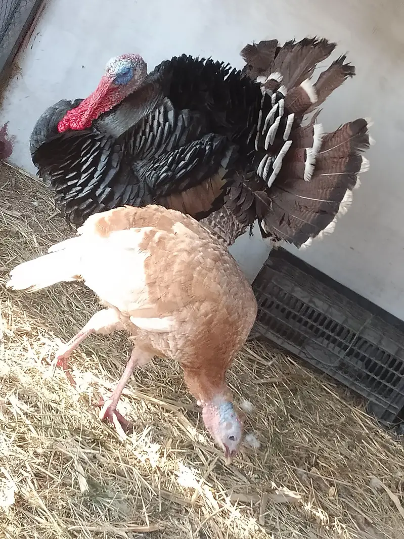 Turkey male — photo 5