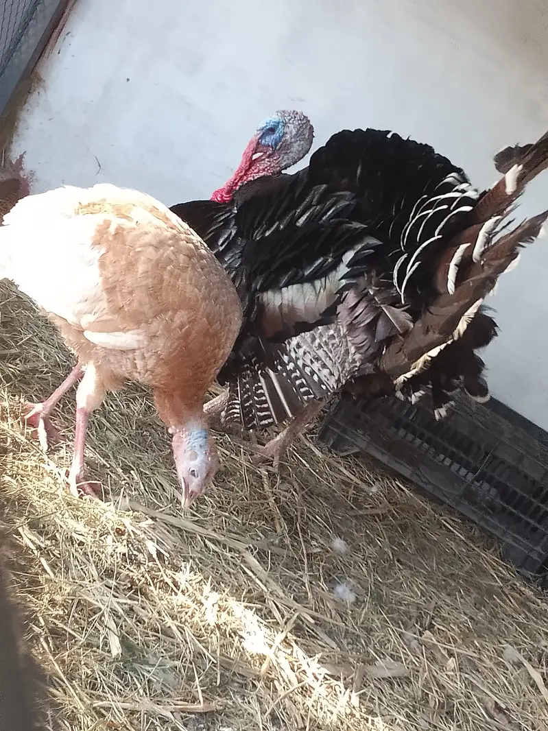 Turkey male — photo 6