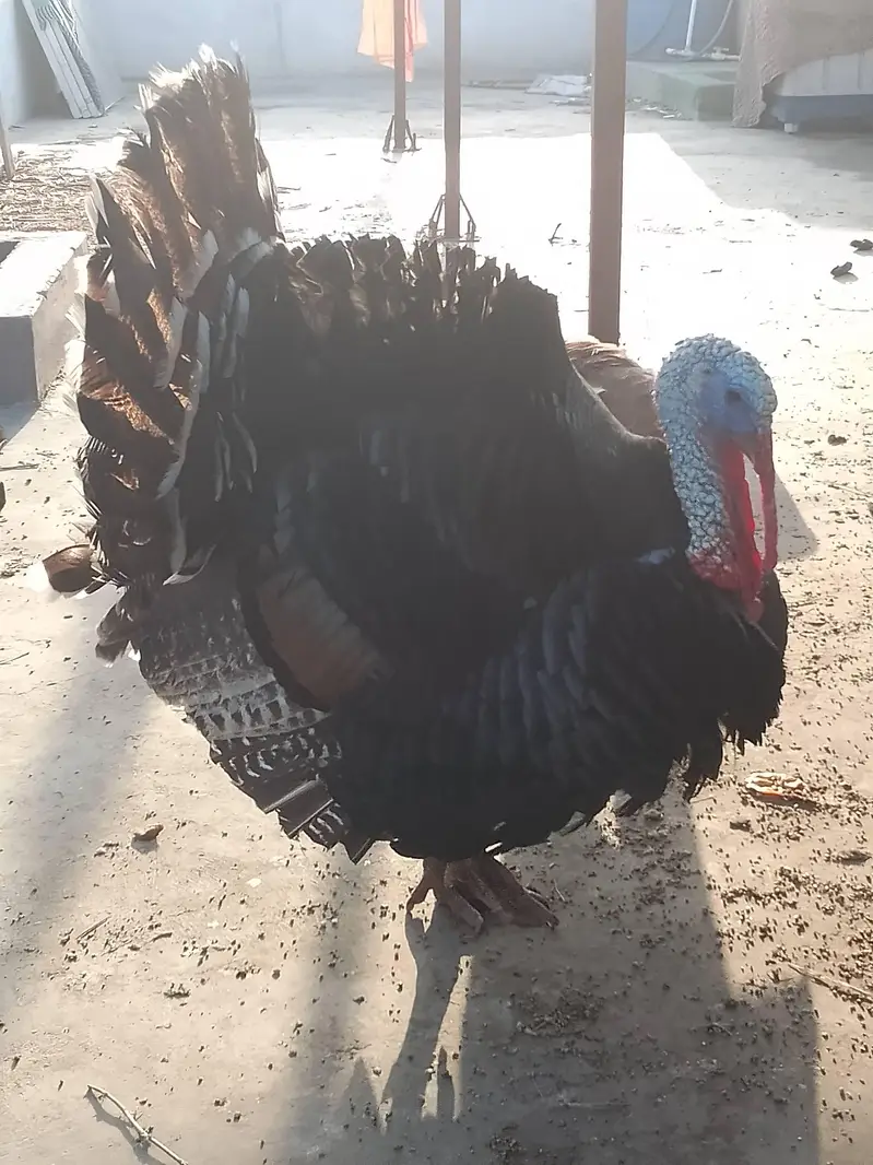 Turkey male — photo 7