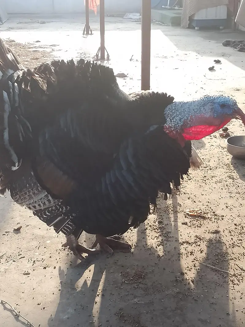 Turkey male — photo 8