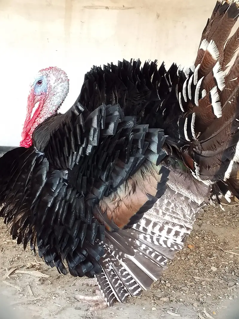 Turkey male — photo 10
