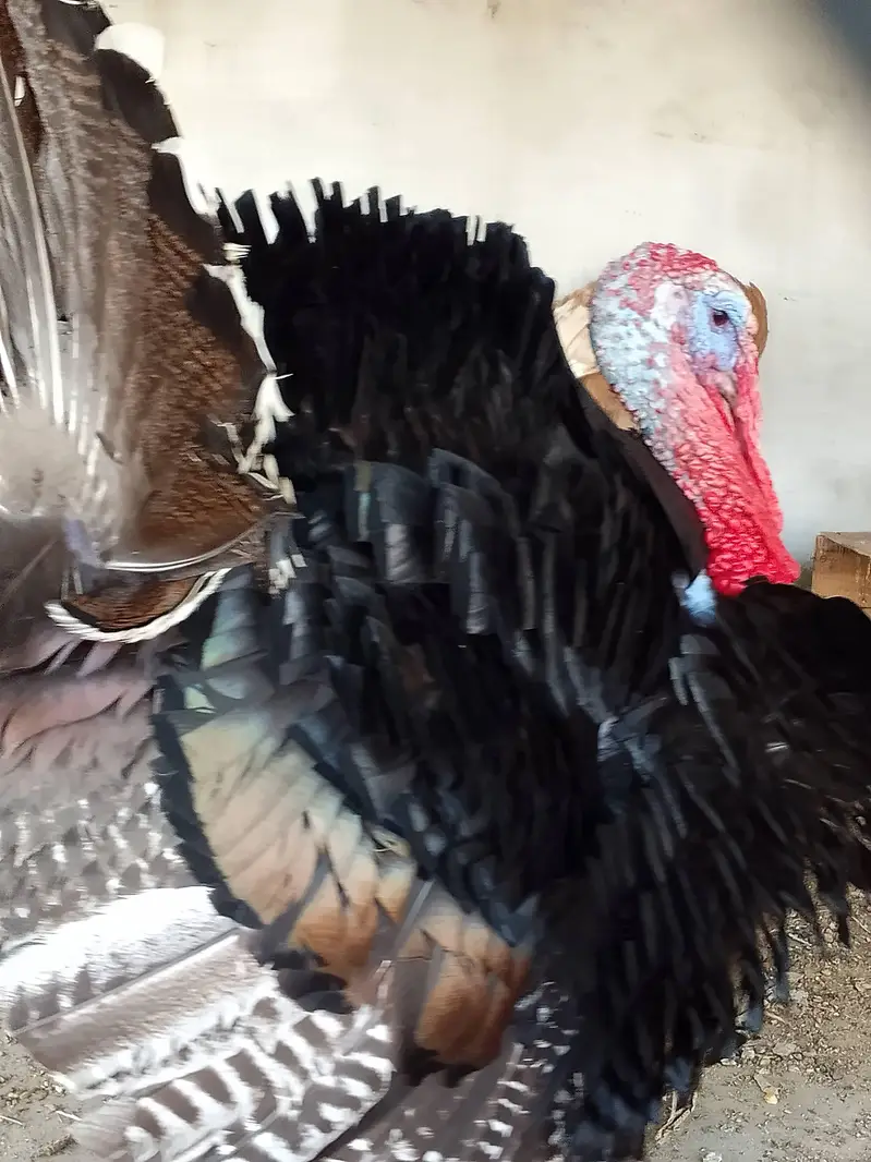 Turkey male — photo 11