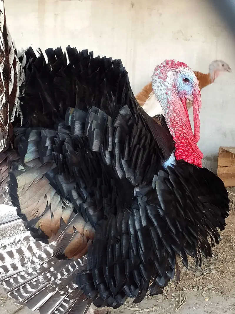 Turkey male — photo 12