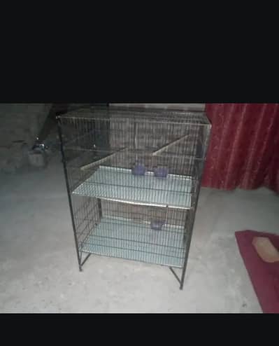 birds