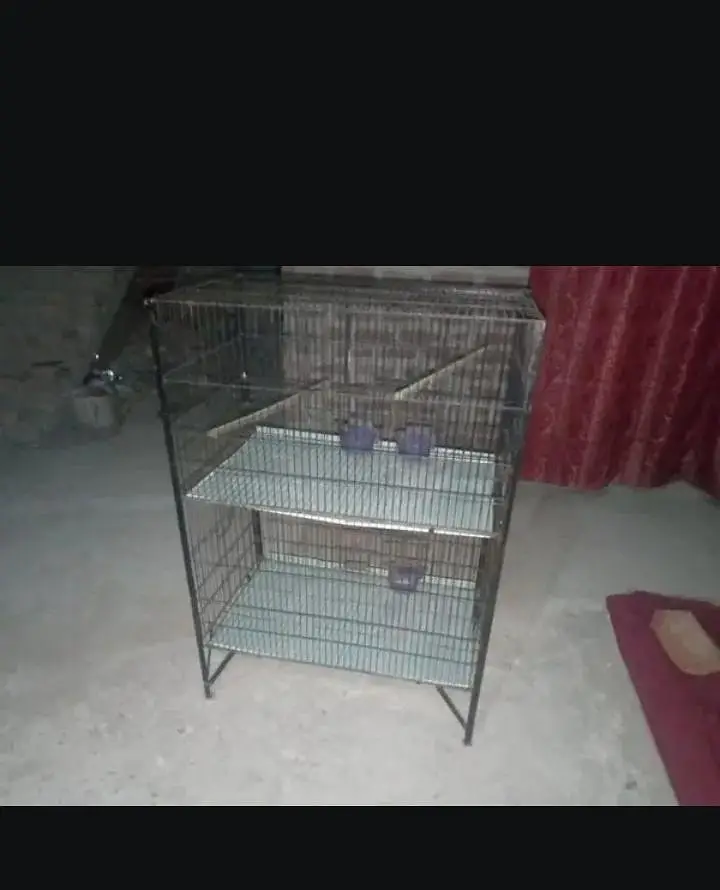 birds