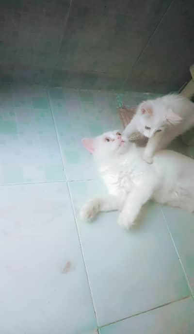 Persian kitten for sale offer just 3500 whatup nbr 03143024580
