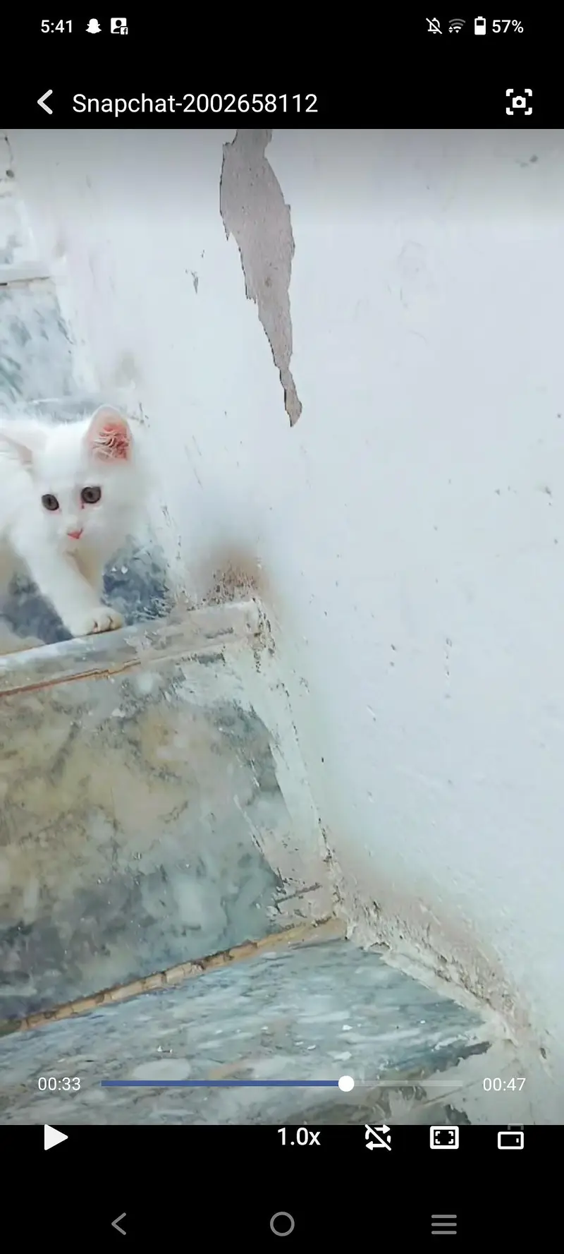 Persian kitten for sale offer just 3500 whatup nbr 03143024580 — photo 2