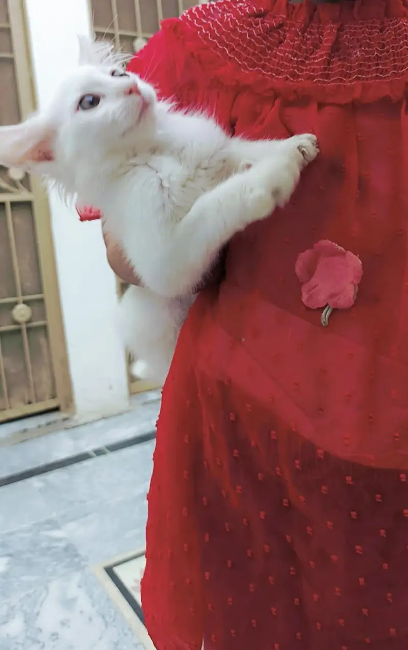 Persian kitten for sale offer just 3500 whatup nbr 03143024580 — photo 4
