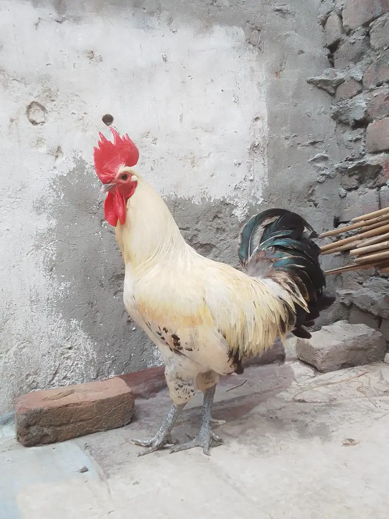 pure fayomi Male/golden misri Male — photo 2