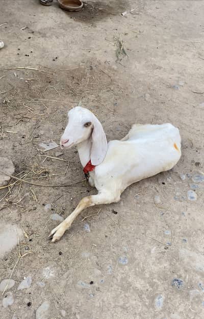 Rajanpuri