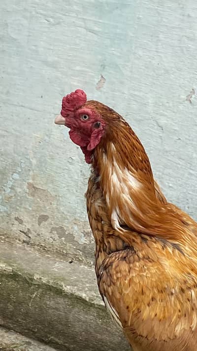 Aseel patha for sale with cage contact 03229415211