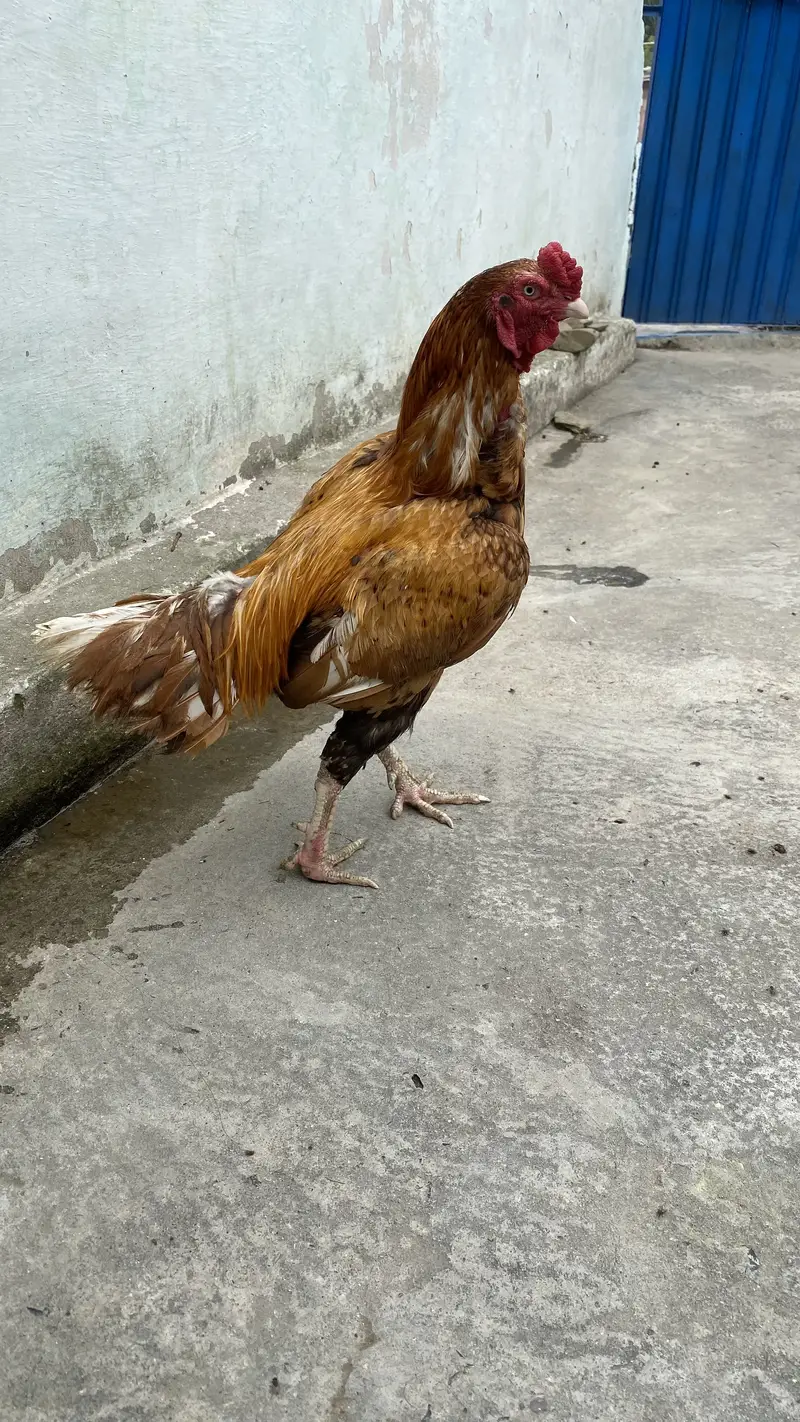 Aseel patha for sale with cage contact 03229415211 — photo 3