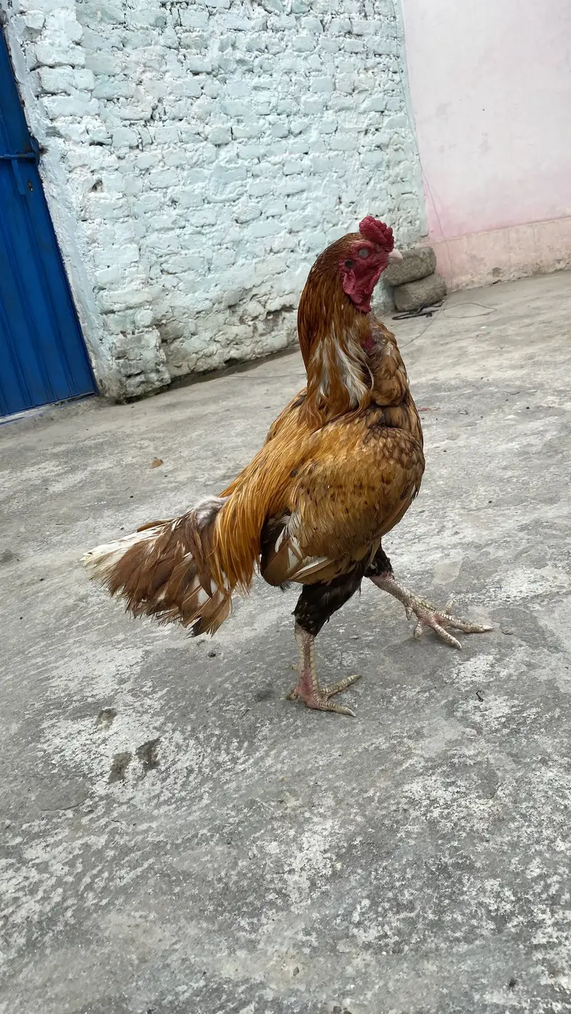 Aseel patha for sale with cage contact 03229415211 — photo 5