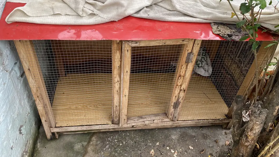 Aseel patha for sale with cage contact 03229415211 — photo 7