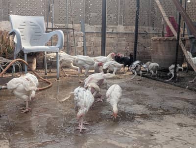 aseel Heera pathay and breeder